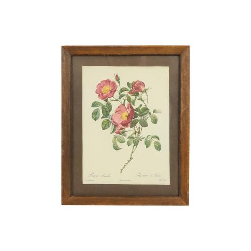 Vintage Roos Print Kaart Ingelijst Rosa Lumila P.J. Redoute, Antiek en Kunst, Kunst | Schilderijen | Klassiek, Ophalen of Verzenden