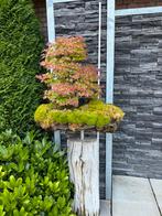 Bonsai Acer 2-tak, Tuin en Terras, Planten | Bomen, Ophalen