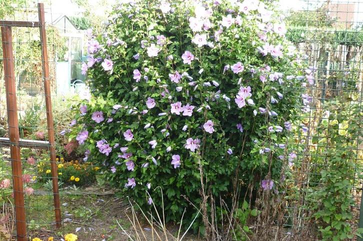 arbustes hibiscus  plants de 2 et 3 ans, Jardin & Terrasse, Plantes | Arbustes & Haies, Arbuste, Autres espèces, 100 à 250 cm