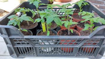 Tomatenplanten Maja (Balkontomaat) beschikbaar voor biedingen