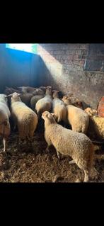 13 ooien, Dieren en Toebehoren, Schapen, Geiten en Varkens