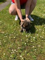 Konijnen, Dieren en Toebehoren, Konijnen, Mannelijk, Middelgroot, 3 tot 5 jaar