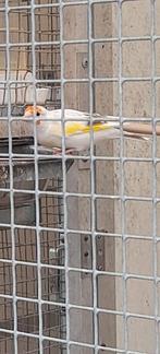 Putter, Dieren en Toebehoren