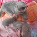 Prachtige blauwe britse korthaar kittens met stamboom, Meerdere dieren, Gechipt, 0 tot 2 jaar