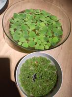 Drijfplanten aquarium, Dieren en Toebehoren, Vissen | Aquaria en Toebehoren, Ophalen