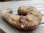 Heteromorfe ammoniet - Marokko, Ophalen of Verzenden, Fossiel