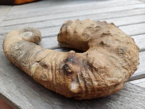 Heteromorfe ammoniet - Marokko, Verzamelen, Mineralen en Fossielen, Fossiel, Ophalen of Verzenden
