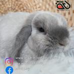 Minilop voedster zoekt knuffelhuisje (transport mogelijk), Dieren en Toebehoren, Konijnen, Vrouwelijk, Dwerg, Hangoor, 0 tot 2 jaar