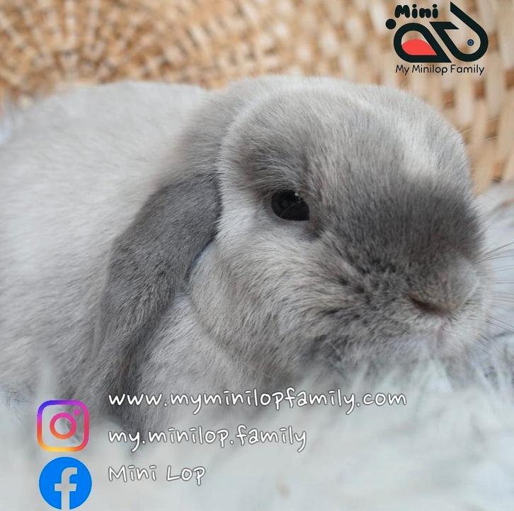 Minilop voedster zoekt knuffelhuisje (transport mogelijk), Dieren en Toebehoren, Konijnen, Dwerg, Vrouwelijk, 0 tot 2 jaar, Hangoor