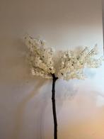 Witte bloesemboom – 180 cm hoog,, Ophalen