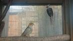 2 prachtige valkparkieten  , 3  jaar oud  kweekrijp