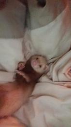 Lief fretje zoekt nieuwe thuis, Fret, Mannelijk, Mei, Tam