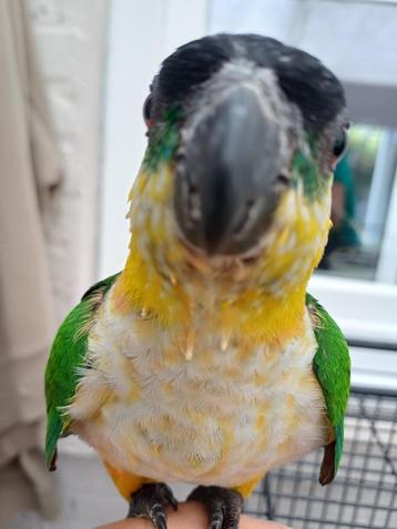 Zwartkop Caique's beschikbaar voor biedingen