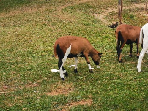 Kameroen schapen, Dieren en Toebehoren, Schapen, Geiten en Varkens, Schaap, Meerdere dieren, 0 tot 2 jaar