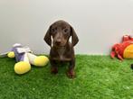 Dwergteckel pups, België, 8 tot 15 weken, Korthaar, CDV (hondenziekte)