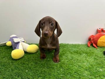 Chiots Teckels nains, Poils courts, Parvovirose, Plusieurs, Nain