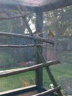 Zanglijster, Dieren en Toebehoren, Vogels | Overige Vogels, Meerdere dieren, Wildzangvogel, Geringd