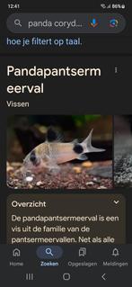 Corydoras panda locatie maastricht, Dieren en Toebehoren, Vissen | Aquariumvissen