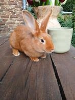 Vaal van Bourgondië, Dieren en Toebehoren, Konijnen, Meerdere dieren, Middelgroot, 0 tot 2 jaar