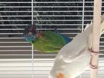 Pyrrhura Emma, Dieren en Toebehoren, Geringd