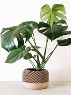Webshop Plants & More (concept store), Articles professionnels