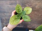 streptocarpus pretty turtle nr 33, Ophalen