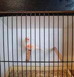 Mooie rood mozaïek poppen te koop, Dieren en Toebehoren, Meerdere dieren, Kleurkanarie