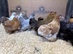 Cochin kriel kippen verschillende kleuren, gesekst + ingeënt, Dieren en Toebehoren, Pluimvee, Meerdere dieren, Kip