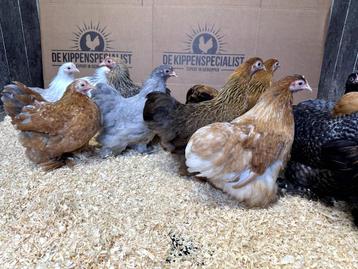 Cochin kriel kippen verschillende kleuren, gesekst + ingeënt beschikbaar voor biedingen