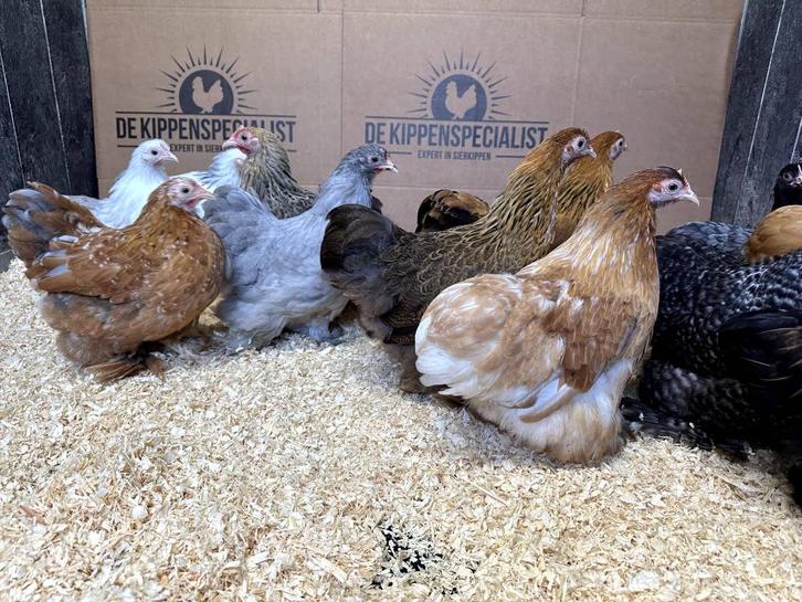 Cochin kriel kippen verschillende kleuren, gesekst + ingeënt, Dieren en Toebehoren, Pluimvee, Kip, Meerdere dieren