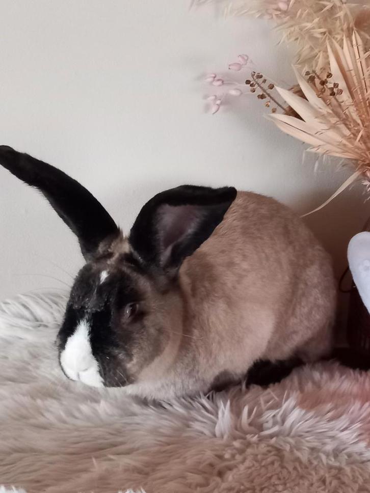 Duitse reus Ram, Animaux & Accessoires, Lapins, Grand, Mâle, 0 à 2 ans