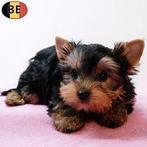 Yorkshire Terrier-puppy’s met pit te koop, Dieren en Toebehoren, Yorkshire Terriër, België, Handelaar, CDV (hondenziekte)