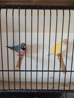 Gouldamadines, Dieren en Toebehoren, Vrouwelijk, Tropenvogel, Geringd