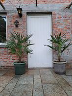 Palm winterhard, Ophalen