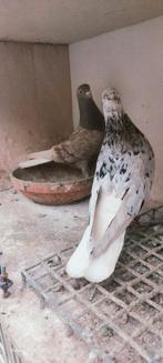 mooie perzische witstaart, Dieren en Toebehoren, Vogels | Duiven