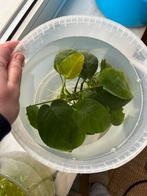 Anubias waterplant, Enlèvement, Plante(s), Pierre ou Bois