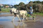 aangespannen welsh pony ruin, B, Ruin, 3 tot 6 jaar, Gechipt
