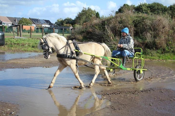aangespannen welsh pony ruin, Dieren en Toebehoren, Pony's, Ruin, B, B pony (1.17m tot 1.27m), Tuigpony, 3 tot 6 jaar, Gechipt