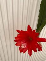 Epiphyllum blad te koop. Ik denk Capelleanus, Ophalen of Verzenden