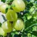 kruisbessen struikjes, Volle zon, Vaste plant, Ophalen of Verzenden, Fruitplanten