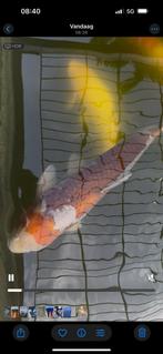 8 koi vissen + 1 steur, Dieren en Toebehoren, Vissen | Vijvervissen, Karper of Koi