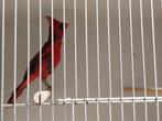 Groene en rode kardinalen, Dieren en Toebehoren