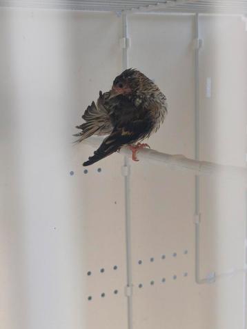 Sijs pop 2025, Femelle, Oiseau chanteur sauvage, Bagué