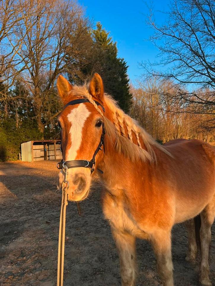Te koop haflinger ruin, Dieren en Toebehoren, Paarden, Ruin, Niet van toepassing, Minder dan 160 cm, 3 tot 6 jaar, Met stamboom
