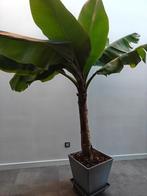 Bananenplant in pot, Tuin en Terras, Volle zon, Vaste plant, Bloeit niet, Ophalen