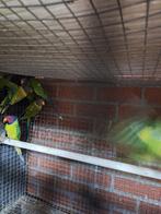 gezocht parkieten, Dieren en Toebehoren, Vogels | Parkieten en Papegaaien