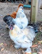 2 zijdehoen haantjes (6 maand) zoeken nieuwe thuis., Dieren en Toebehoren, Mannelijk, Kip