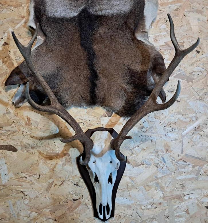 Edelhert gewei mancave jacht landelijk hert herten, Verzamelen, Dierenverzamelingen, Schedel, Ophalen