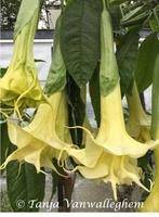 Angels Glory Brugmansia planten (Dubbelbloemig), Tuin en Terras, Volle zon, Vaste plant, Zomer, Ophalen