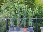 Euphorbia - plant tegen mollen - 8 € / pot, Volle zon, Eenjarig, Lente, Ophalen